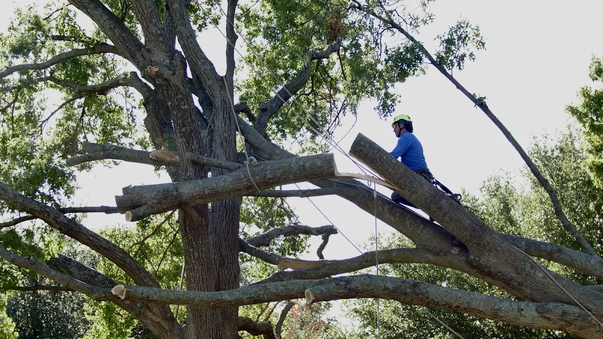 Professional Hazardous Tree Removal performed by certified arborists in Tucson